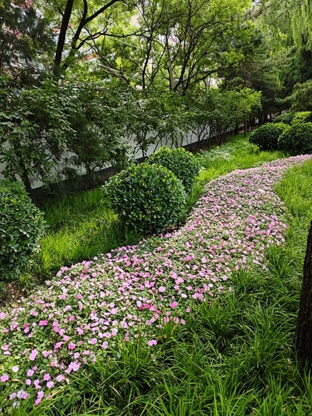 【團(tuán)結(jié)湖公園】CBD中的自然風(fēng)光