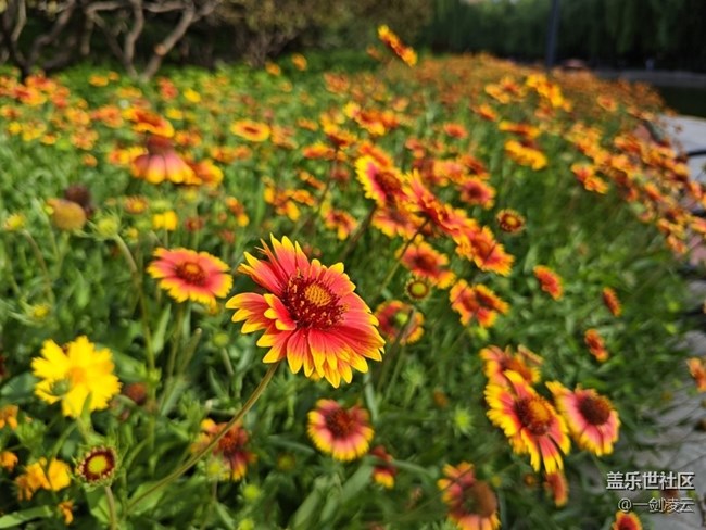 【團(tuán)結(jié)湖公園】CBD中的自然風(fēng)光
