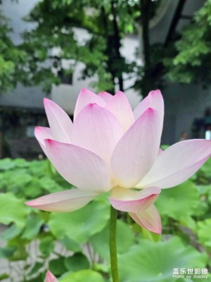 【遇見最美夏日】又見荷花