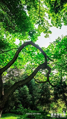 綠色樹木在流動