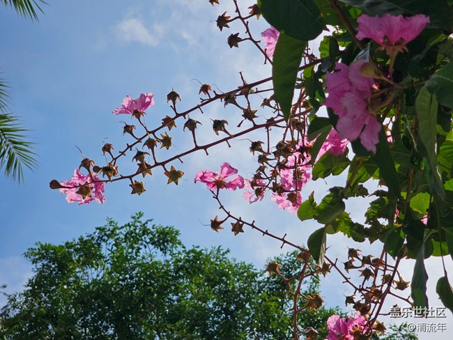 【華北夏韻】夏日炎炎