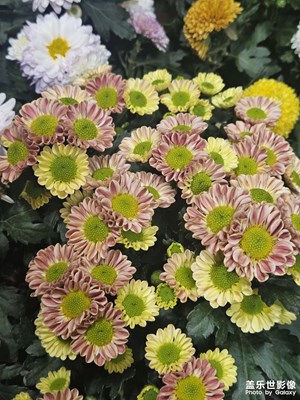 【遇見最美夏日】花團錦簇