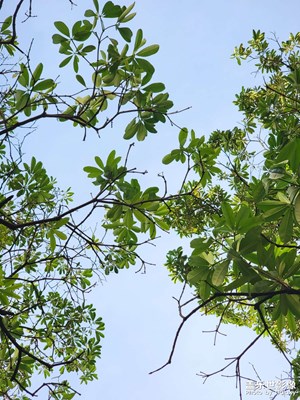 【遇見(jiàn)最美夏日】散步隨手拍