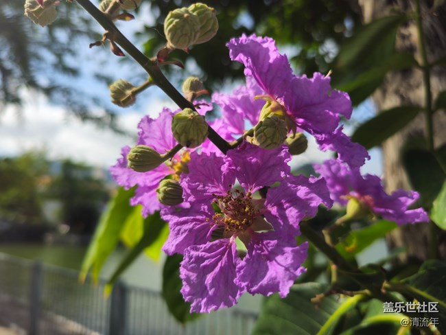 【華北夏韻】夏日炎炎