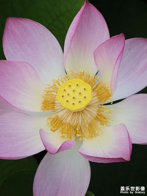 【遇見最美夏日】所為荷事 為花而來