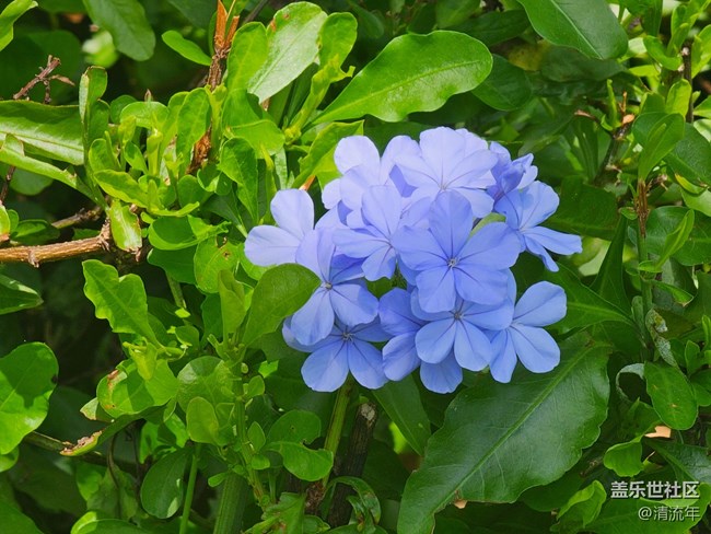 【華北夏韻】夏日炎炎