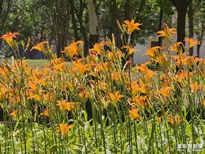 【遇見最美夏日】+萬物生長