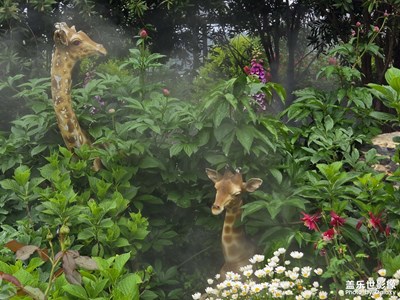 【遇見(jiàn)最美夏日】+花朵