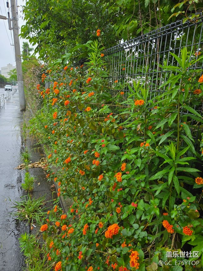 【梅雨光影詩(shī)】天氣雨心情晴