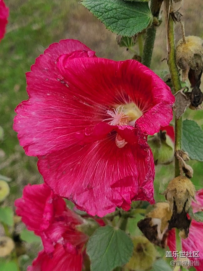 【端午童行記】雨后漫步