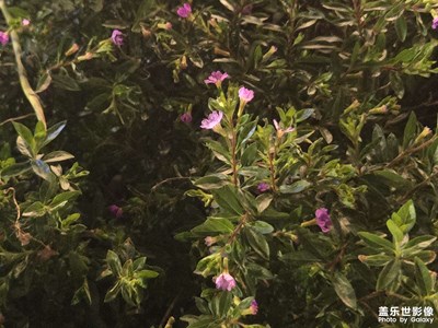 【遇見最美夏日】+夏日的照片