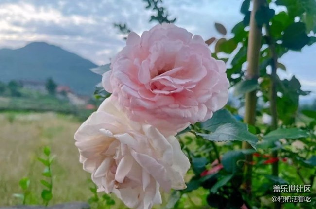 【浪漫盛夏季】美好一天