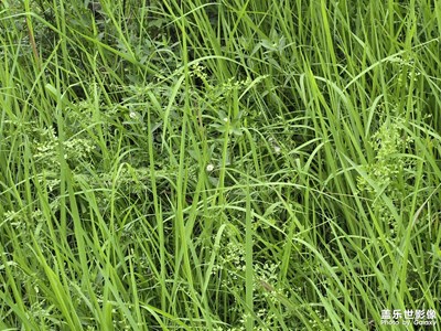 【遇見(jiàn)最美夏日】+美如畫(huà)