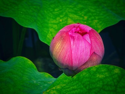 【遇見最美夏日】+含苞待放