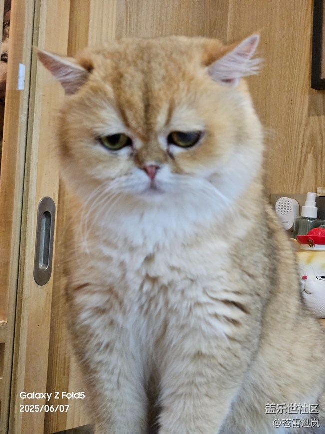 【萌寵星光大道】表情包大師