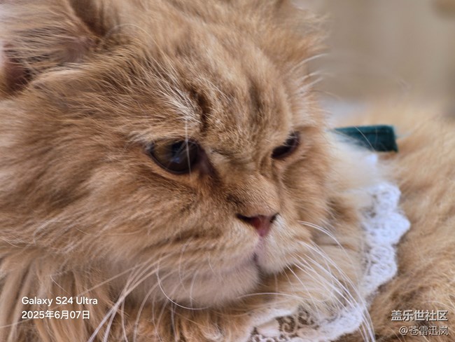 【萌寵星光大道】表情包大師