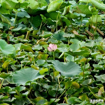 【鏡頭里的六月】+六月的龍泉湖