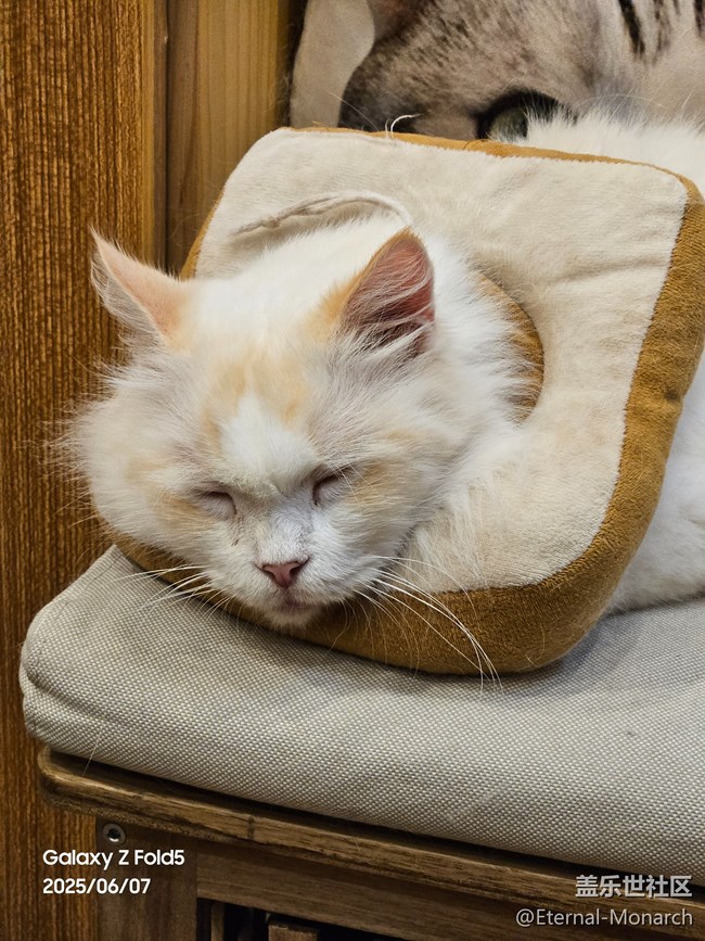 【超薄手機S25edge】品品機，擼擼貓