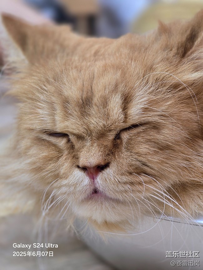 【萌寵星光大道】表情包大師