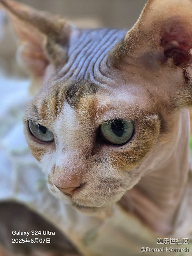 【超薄手機S25edge】品品機，擼擼貓