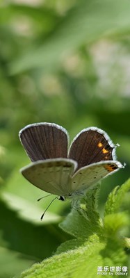 Galaxy S23 Ultra【自然風(fēng)光】