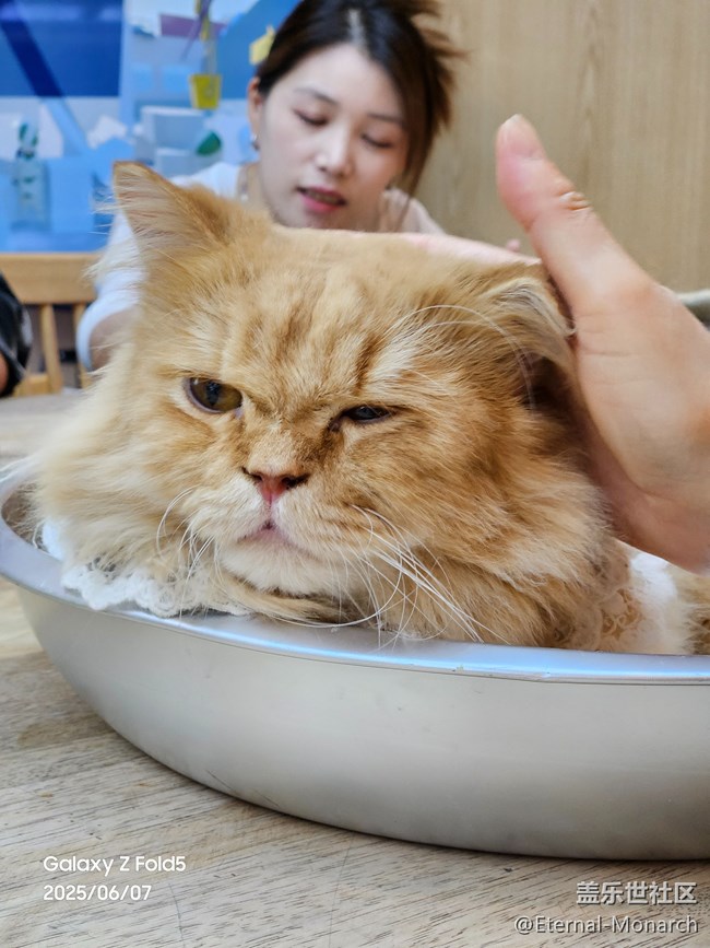 【超薄手機S25edge】品品機，擼擼貓