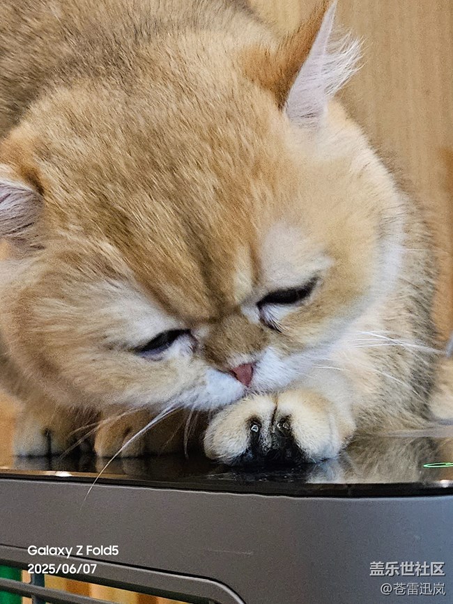 【萌寵星光大道】表情包大師