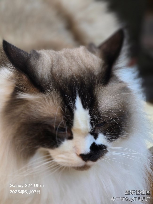 【萌寵星光大道】大黑臉和大花臉