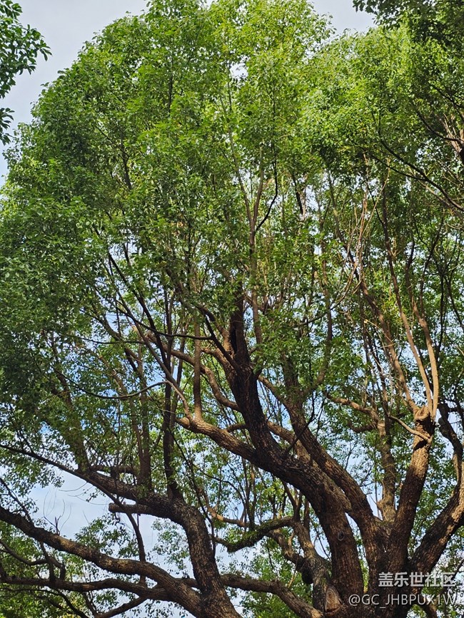 【華北夏韻】雨過天晴
