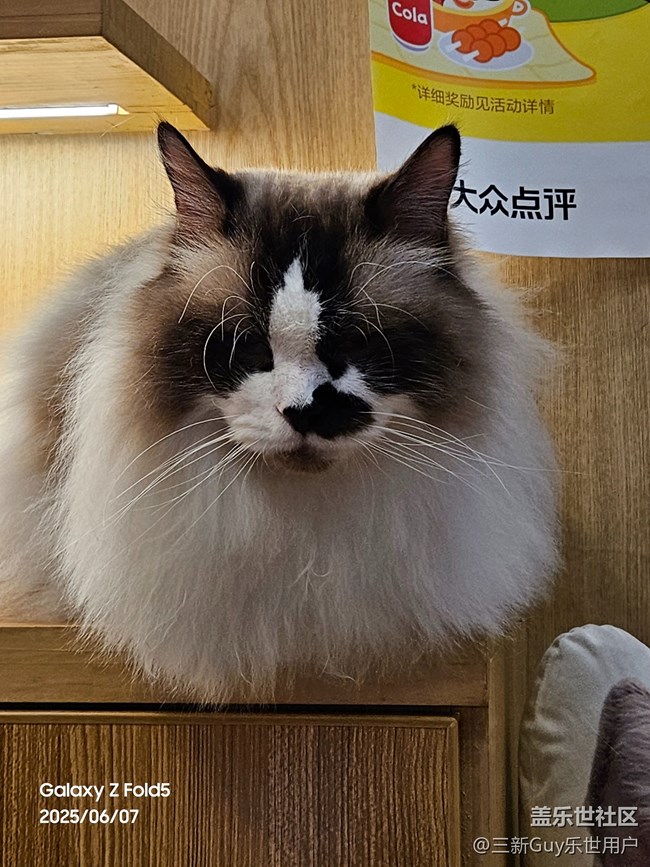 【萌寵星光大道】大黑臉和大花臉