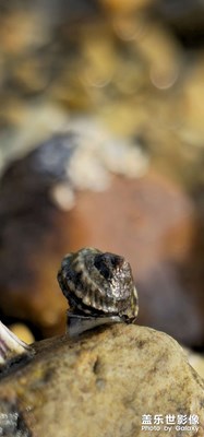 Galaxy S23 Ultra【海螺殼】