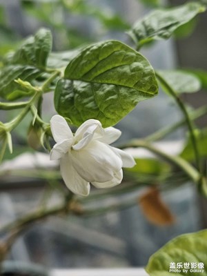 【鏡頭里的六月】茉莉花開