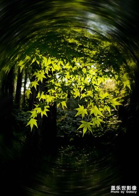 光灑楓葉