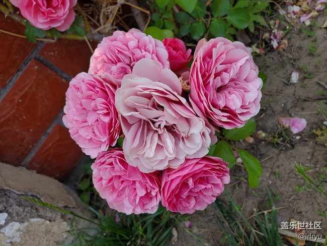 【尋找五瓣丁香花】+花的世界