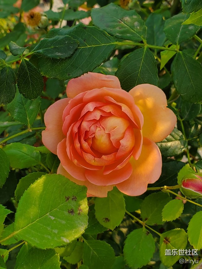 【尋找五瓣丁香花】+花的世界