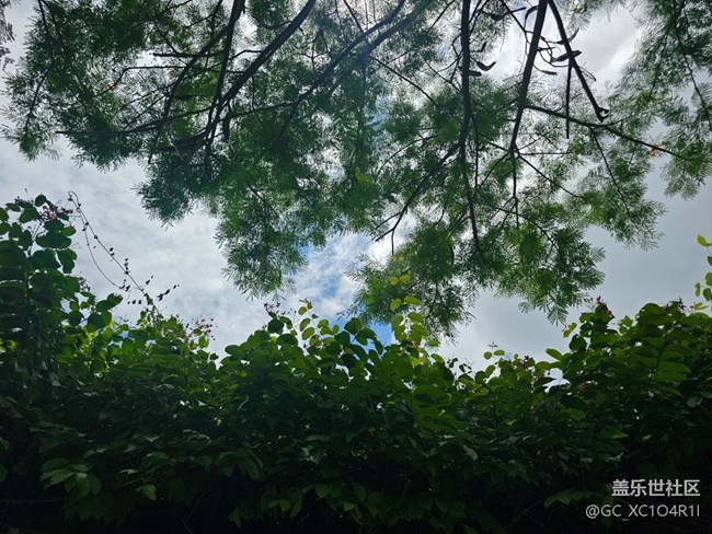 【華北夏韻】夏天的公園