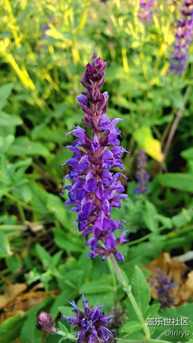 【浪漫盛夏季】清新夏日