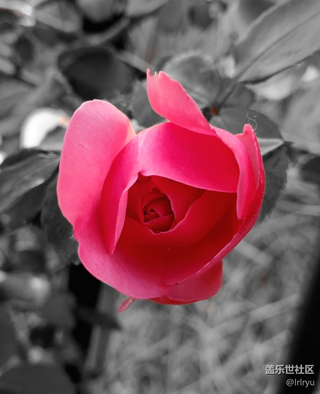 【尋找五瓣丁香花】+花的世界