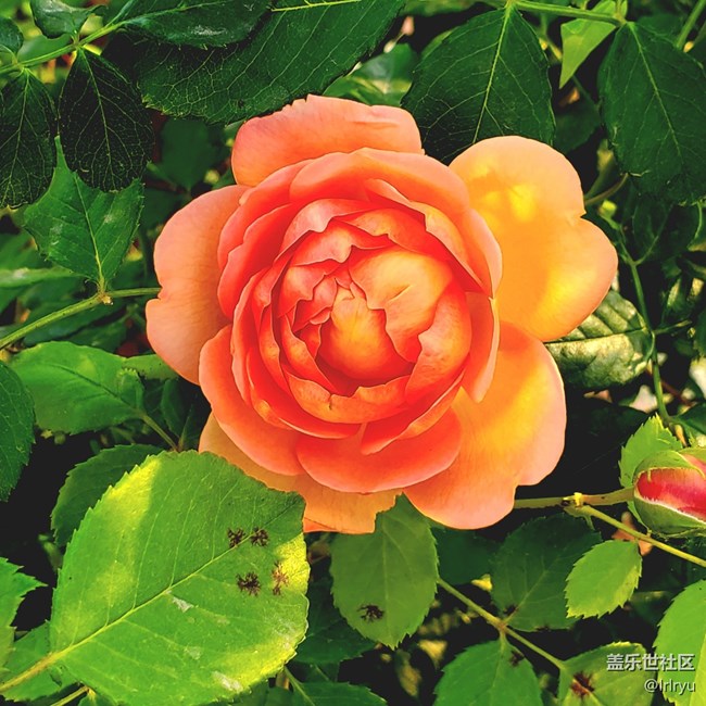 【尋找五瓣丁香花】+花的世界