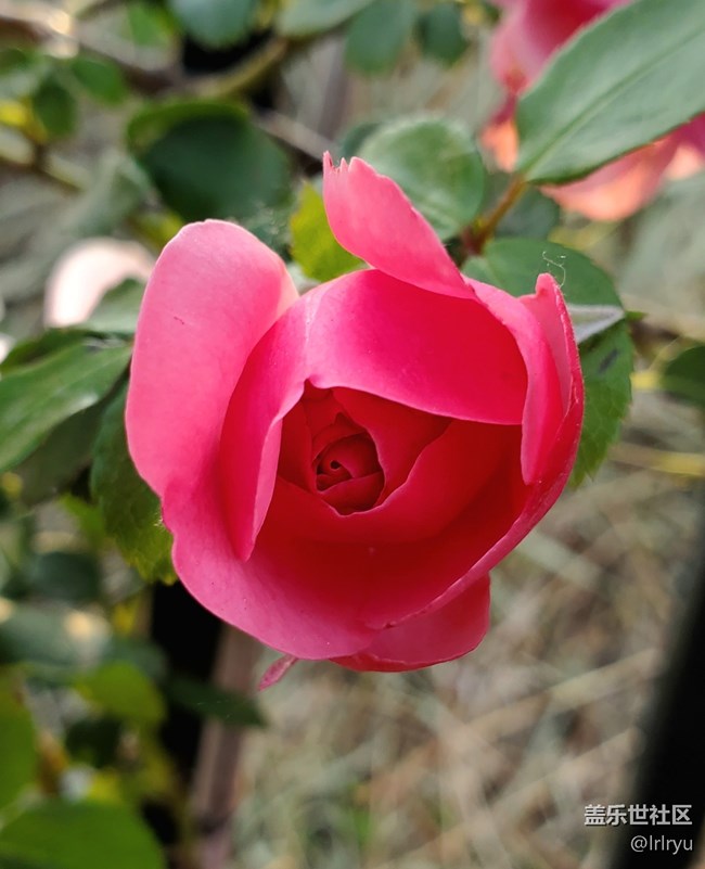 【尋找五瓣丁香花】+花的世界