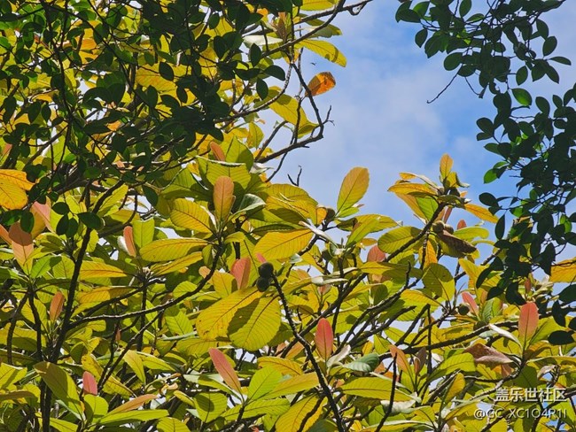 【華北夏韻】夏天的公園