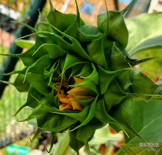 【浪漫盛夏季】清新夏日