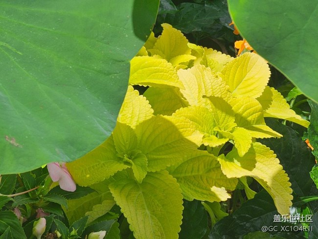 【華北夏韻】夏天的公園