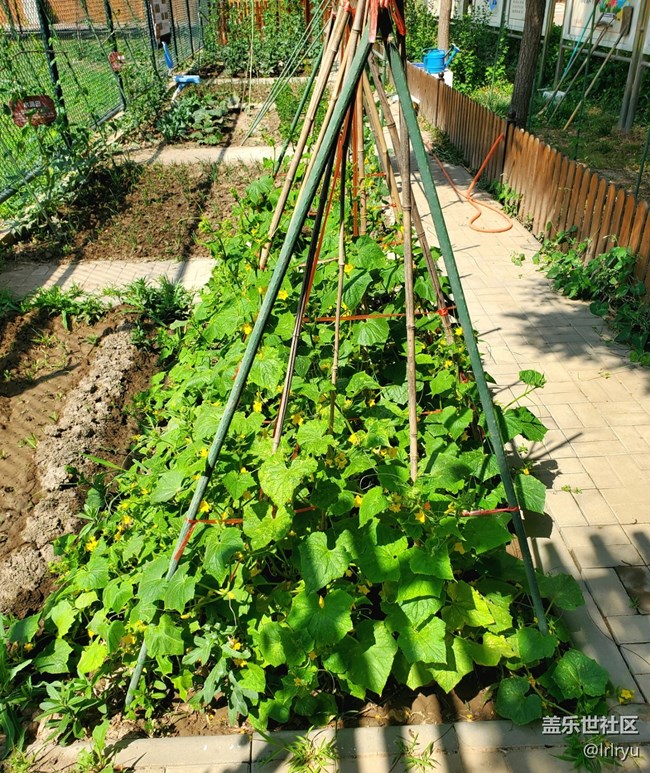 【浪漫盛夏季】清新夏日