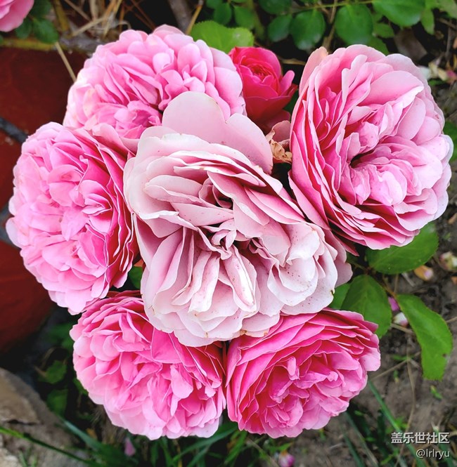 【尋找五瓣丁香花】+花的世界