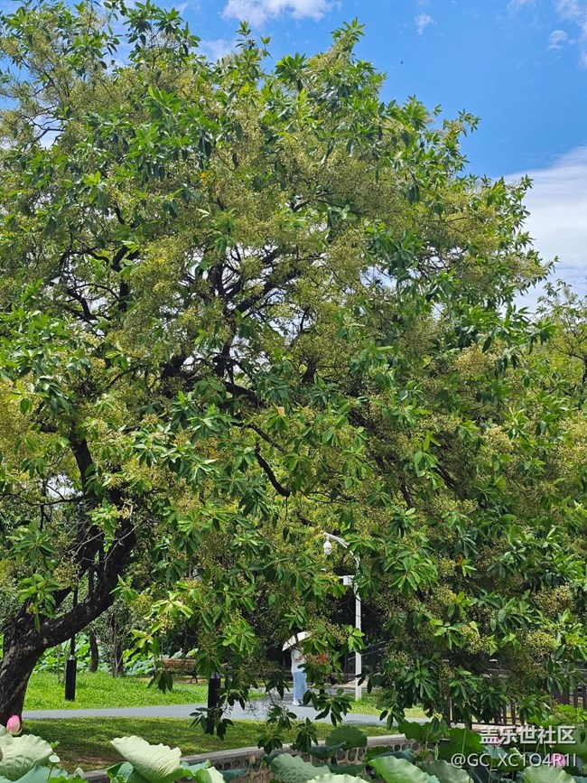【華北夏韻】夏天的公園