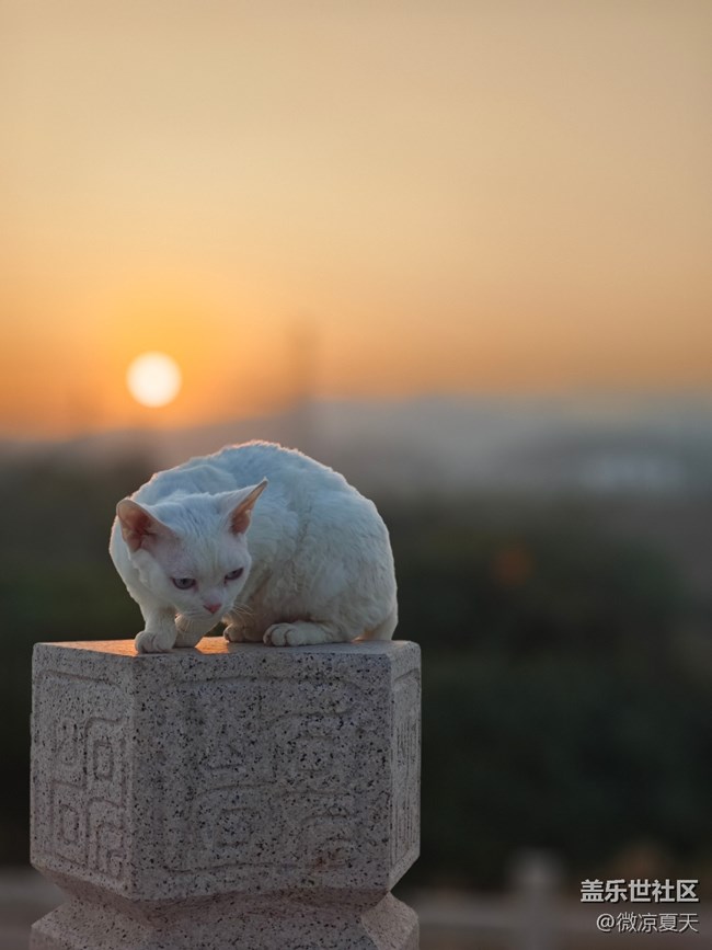 【鵬城夜景】貓貓踱步