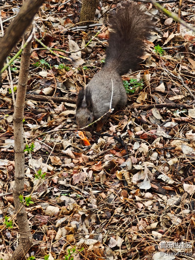 【瞬間及永恒】+小松鼠