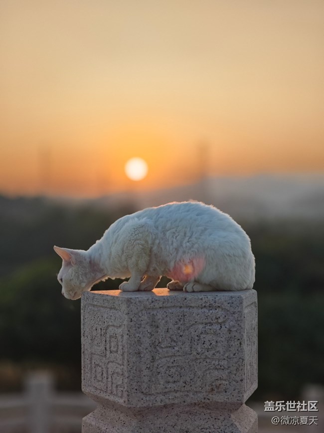 【鵬城夜景】貓貓踱步
