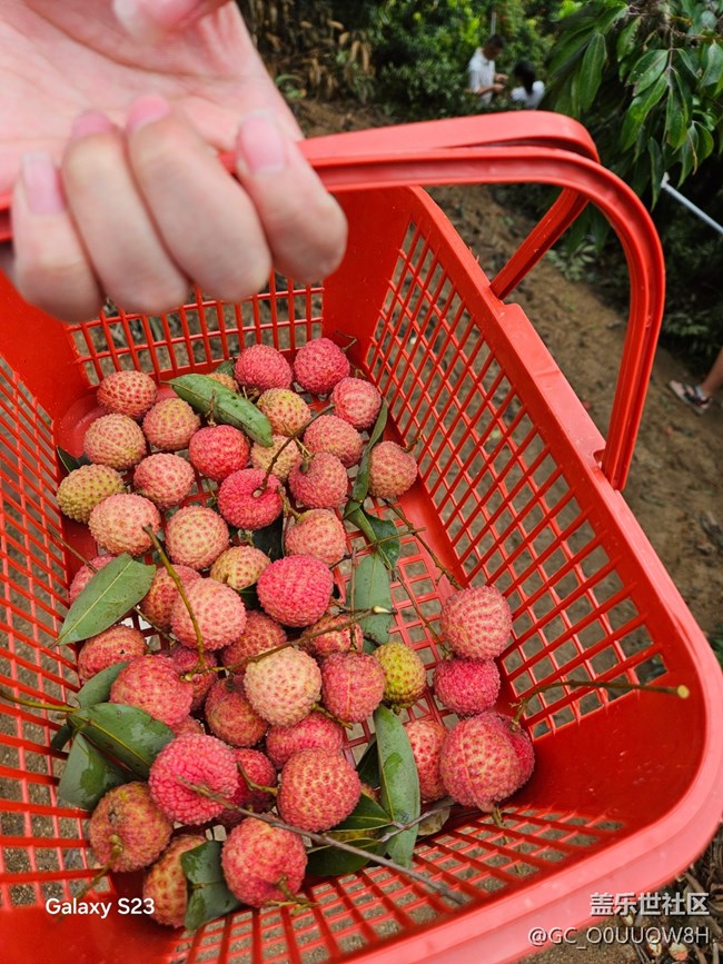 【活動(dòng)回顧】摘荔枝